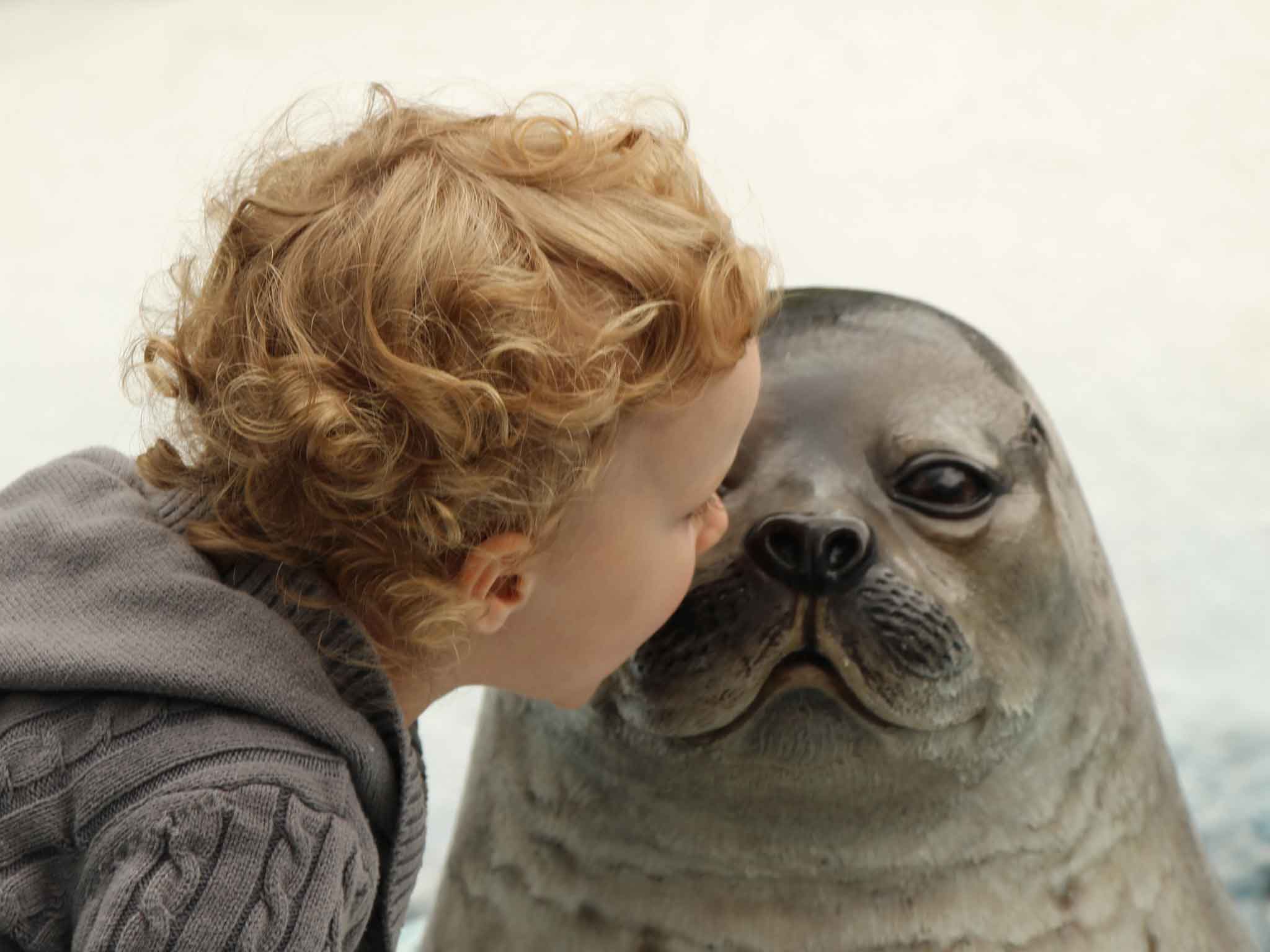 A toddler gets close to a picture of a seal at the San Diego Zoo