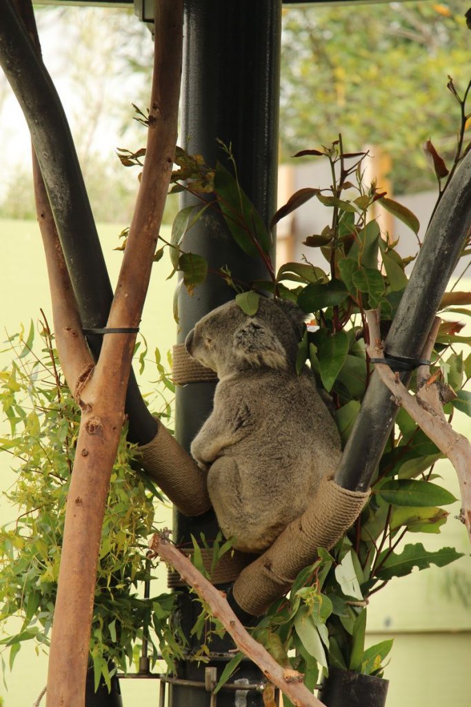 A koala bear at the San Diego Zoo.