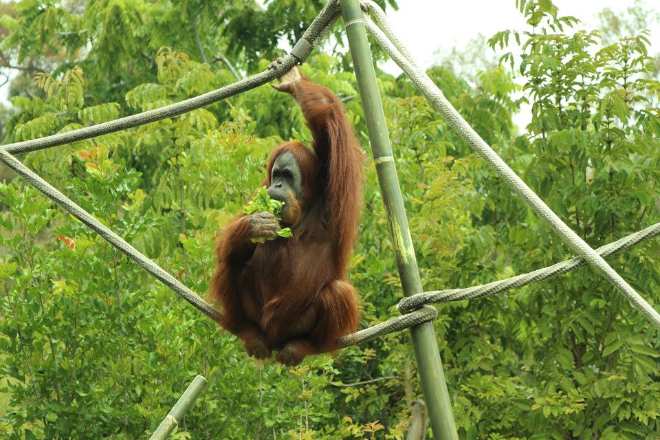 A San Diego Zoo Orangutan sits on a rope and eats a head of lettuce. 