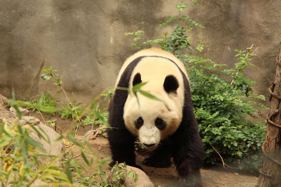 A giant panda at the zoo in San Diego.