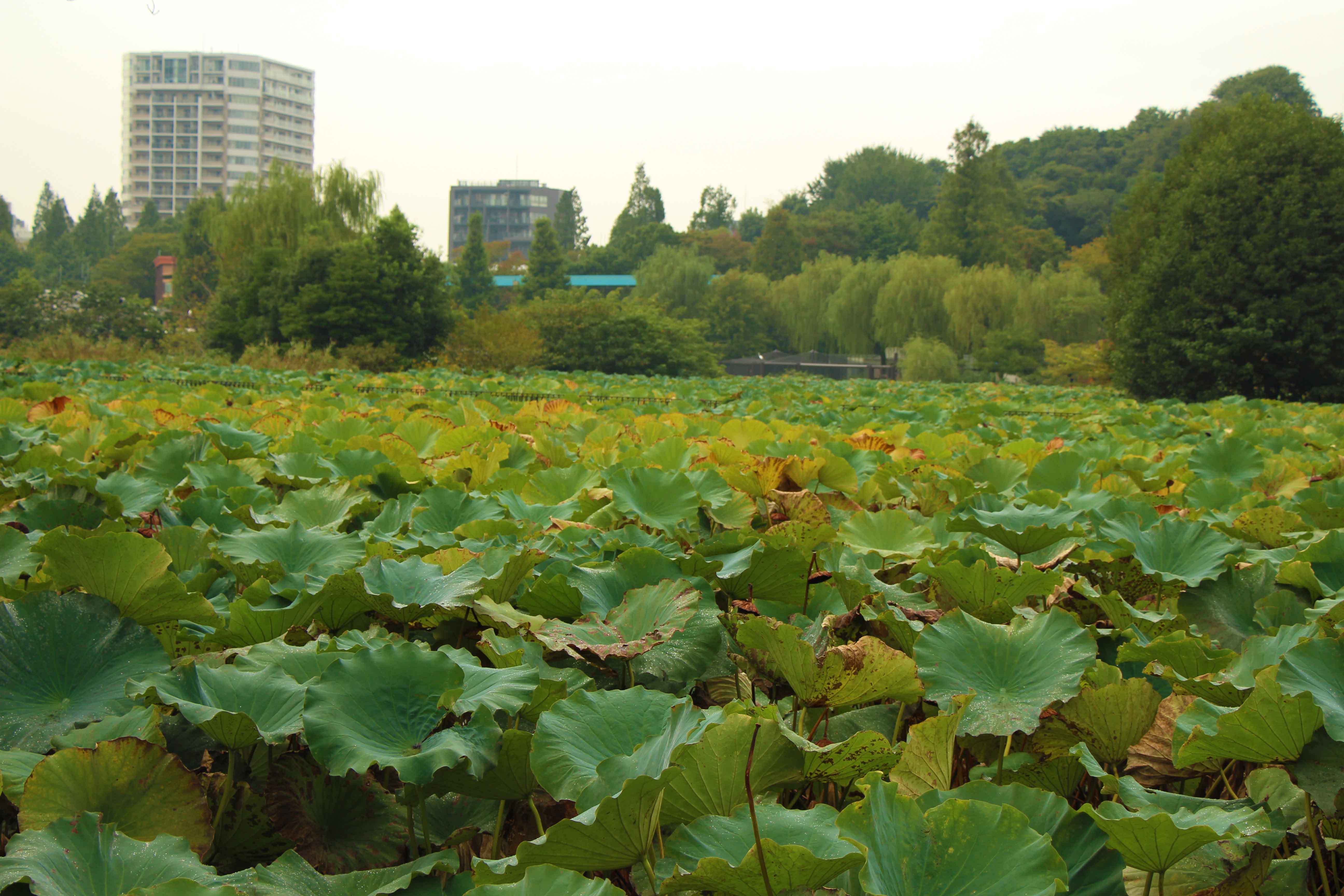 Ueno Park is one of the top things to do in Tokyo with a toddler