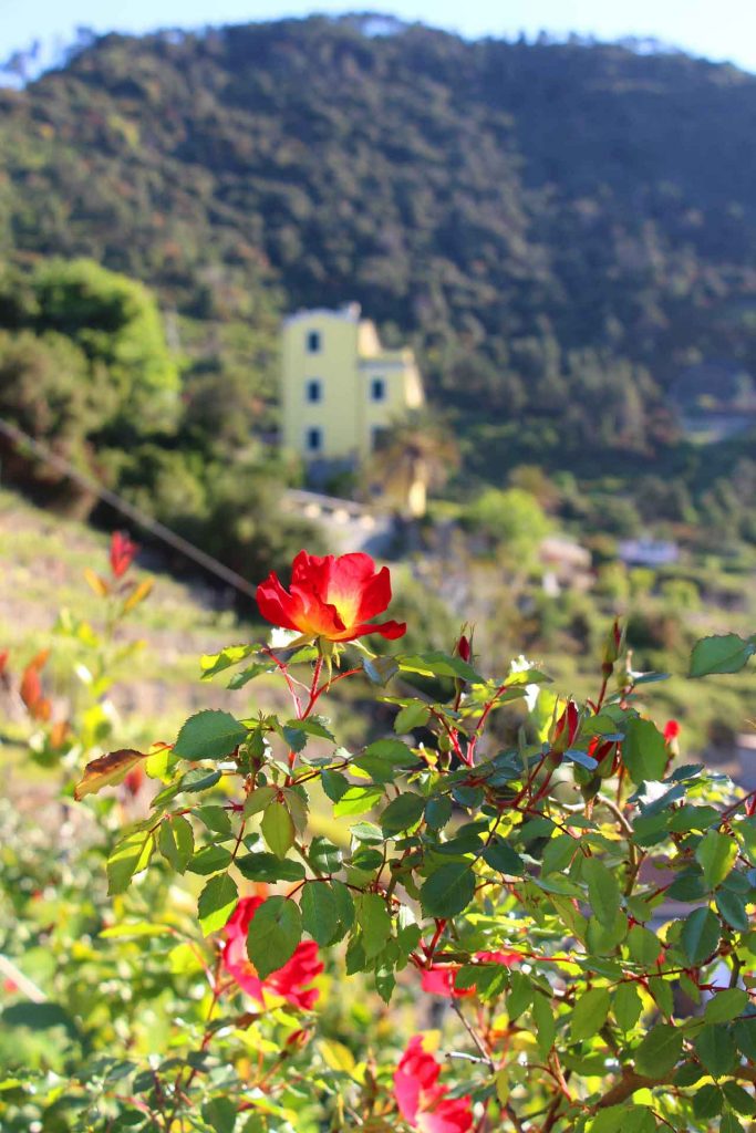 A beautiful flower seen while visiting Corniglia, Cinque Terre with a toddler or baby