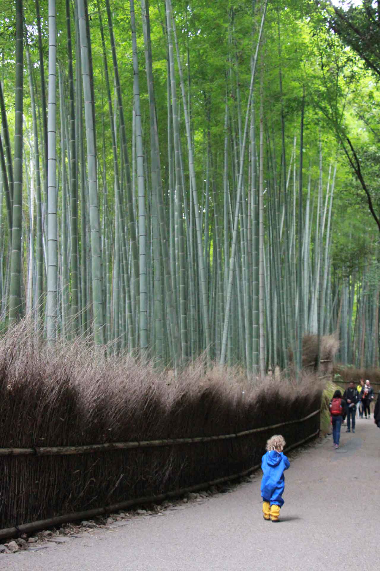 the Arashiyama Bamboo Forest is a very beautiful easy walk in Kyoto Japan