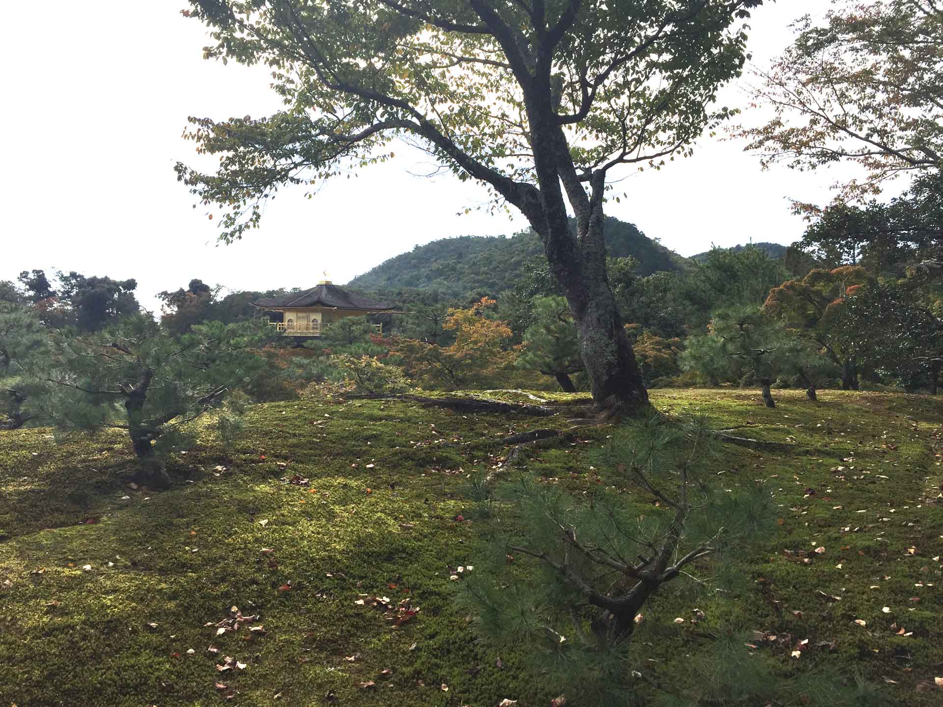 a view of the Golden Pavilion in Kyoto while enjoying a walk around the grounds