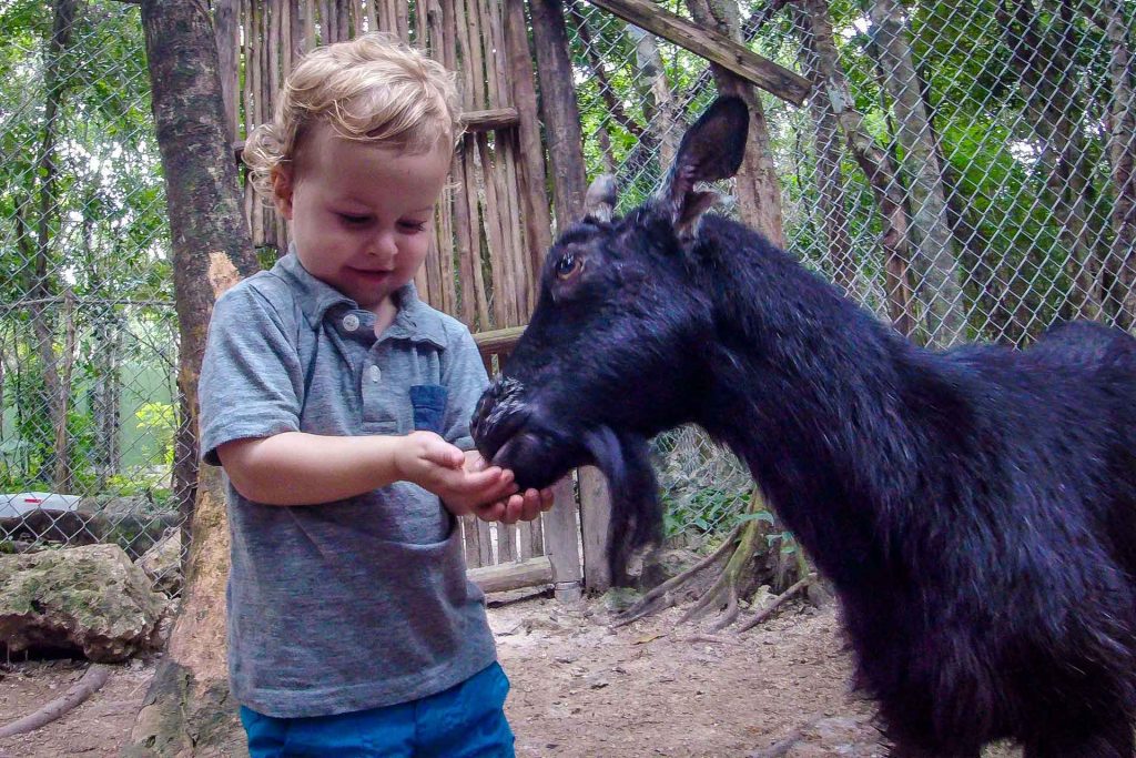 feeding a goat is just one of the fun things to do at the Akumal Monkey Sanctuary with a toddler