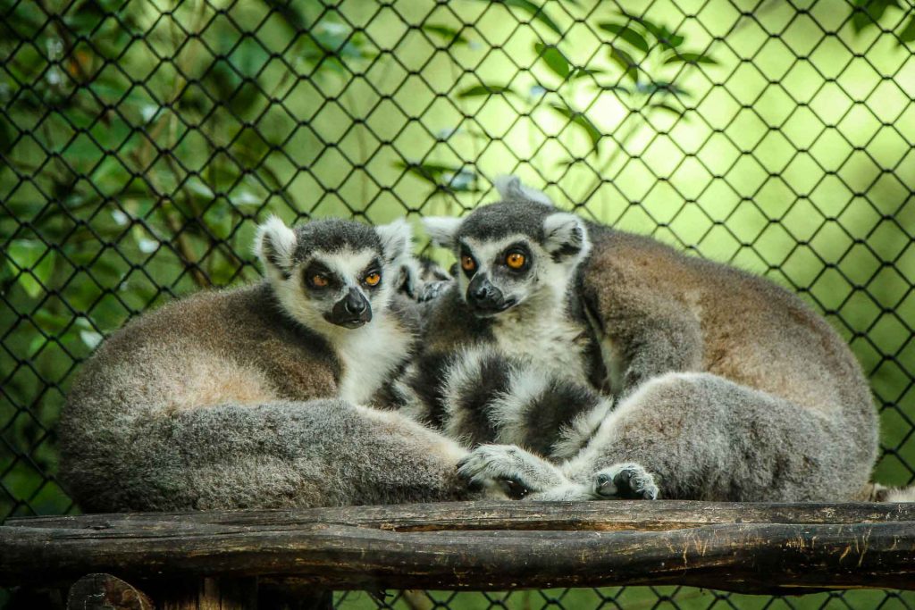 things to do near Cancun with toddlers - Akumal Monkey Sanctuary