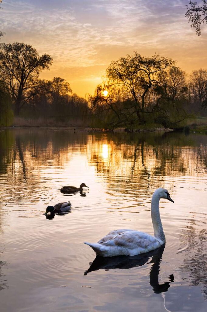 When visiting Amsterdam with a baby or toddler, take them to Vondelpark to look at the swans