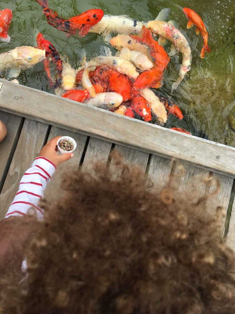 feeding koi fish is a fun thing to do with a toddler at the Huntington Beach resort