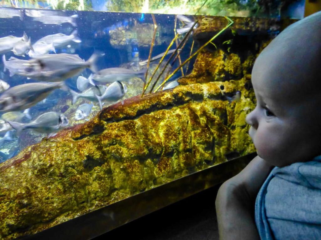 Aquarium in Barcelona with toddler or baby