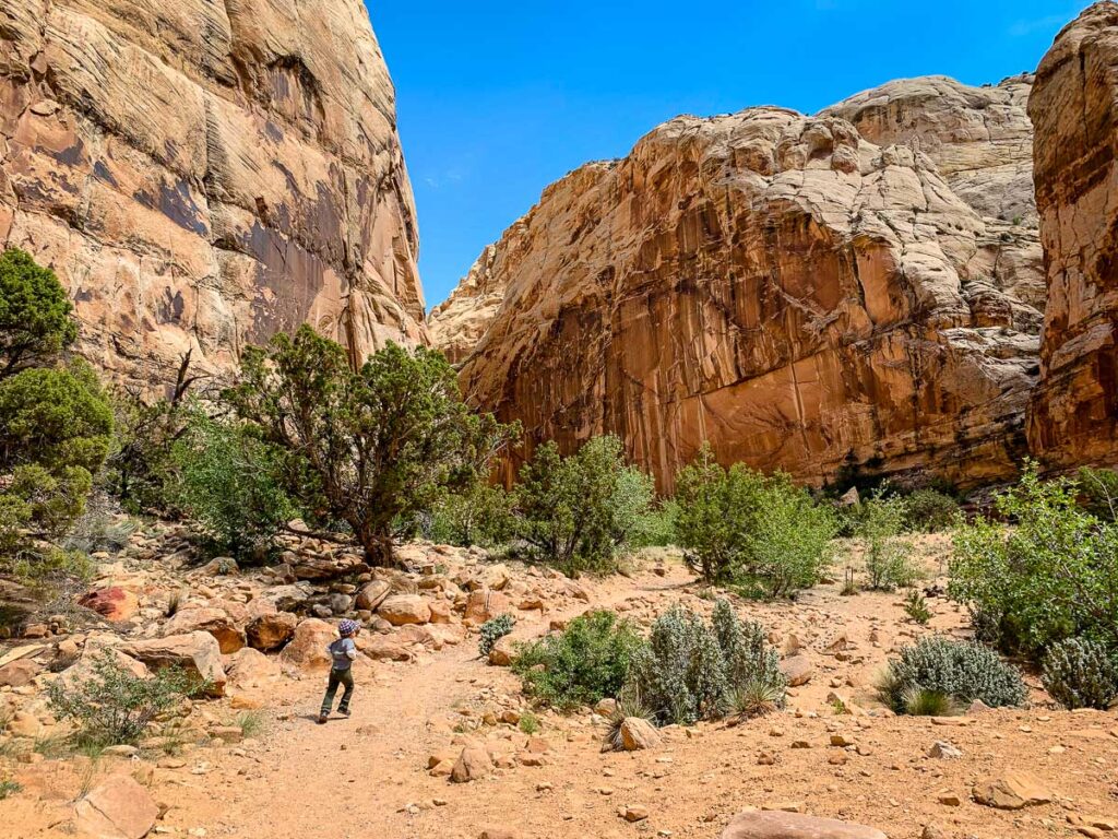 hiking with kids in Capitol Reef National Park - Capitol Gorge Trail 