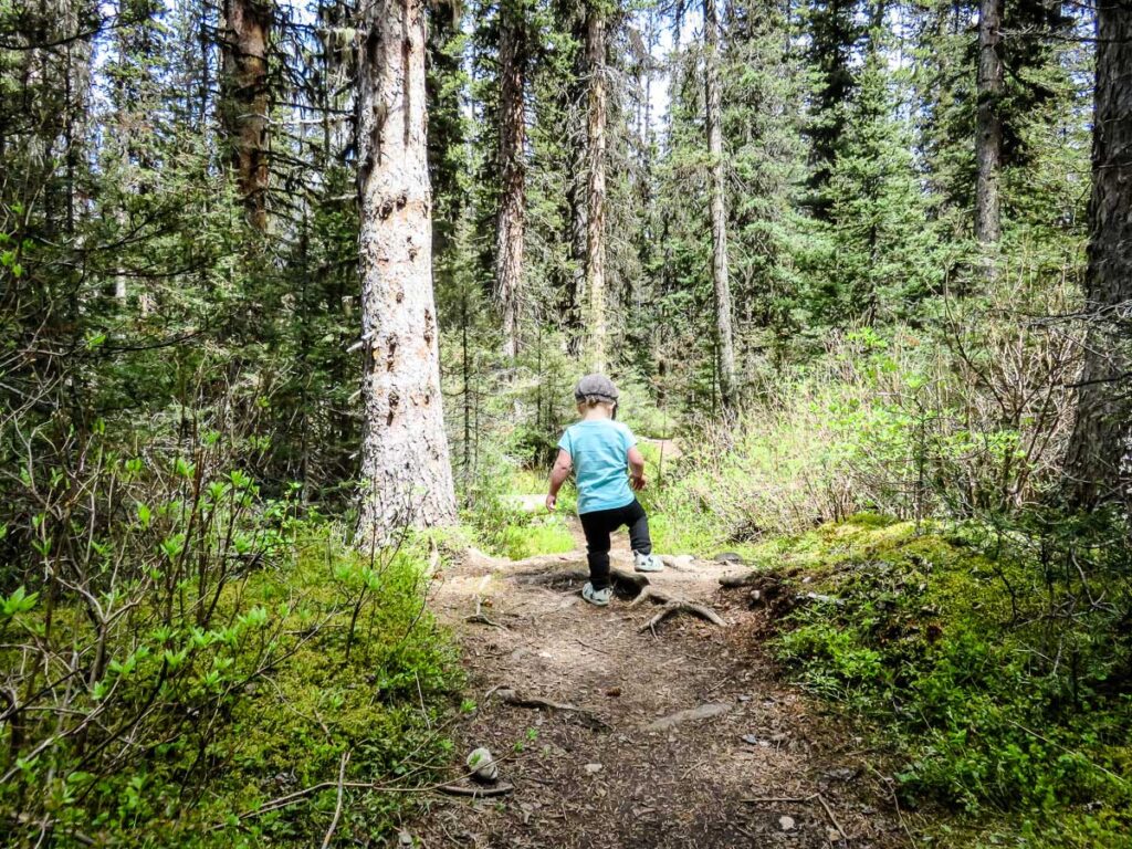 A toddler steps over a tree root while on a family hike in the Rocky Mountains.