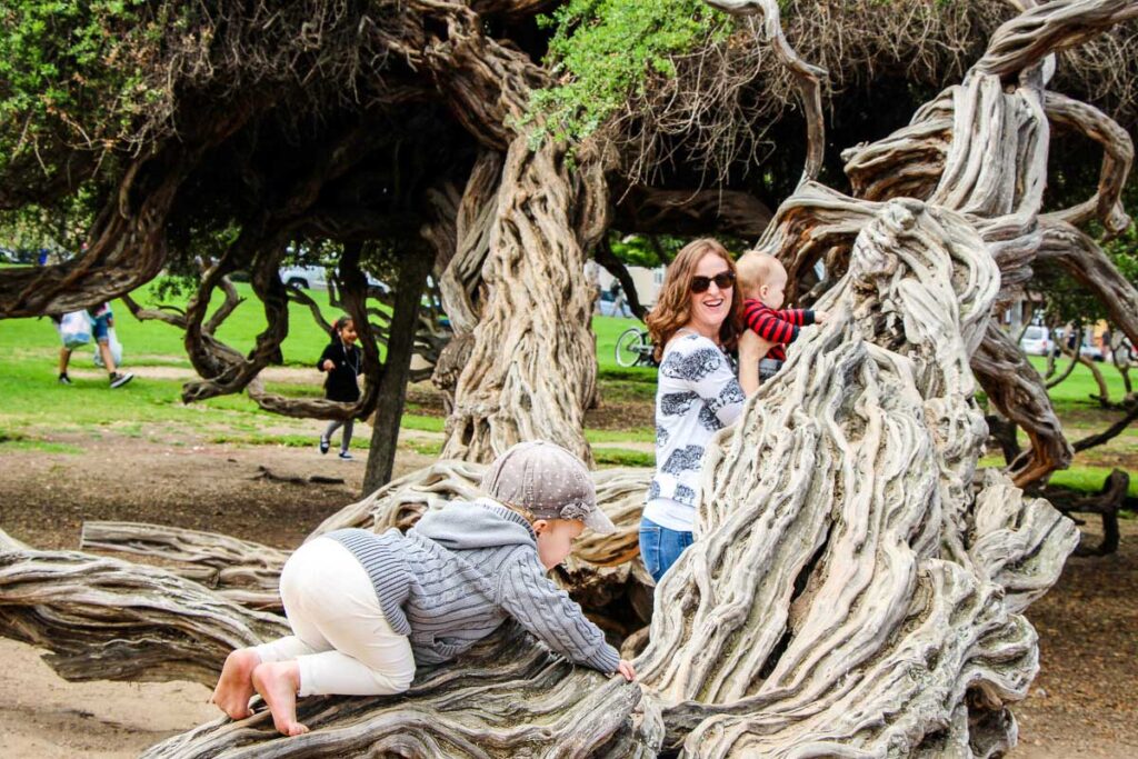 Climbing on trees is a fun activity for a toddler in Ellen Browning Scripps Park in La Jolla, San Diego.