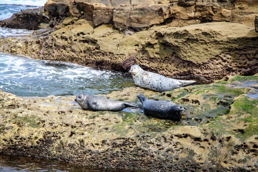 Happy seals lounge around at the the La Jolla Children's Pool in San Diego.