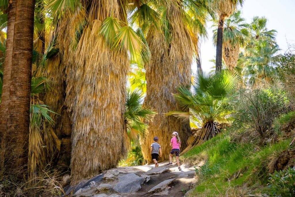 kid-friendly hiking trails near Palm Springs - Palm Canyon hike 