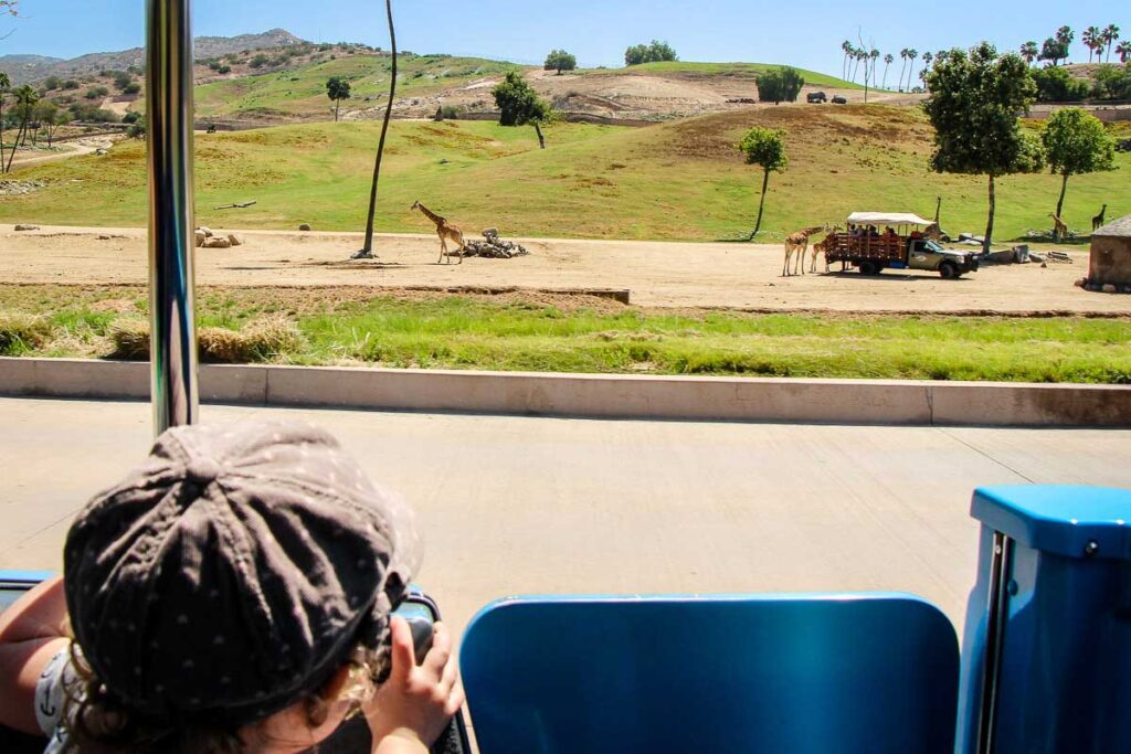 A toddler watching giraffes at the San Diego Zoo Safari Park during her family trip to California.