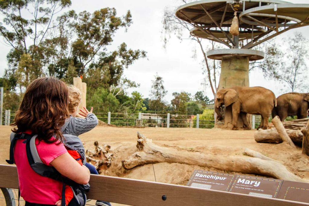 A toddler is excited to see an elephant at the San Diego Zoo