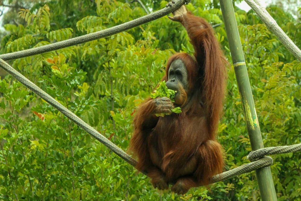 Kids love watching the orangutans at the San Diego Zoo - the best thing to do on a San Diego trip with a toddler.