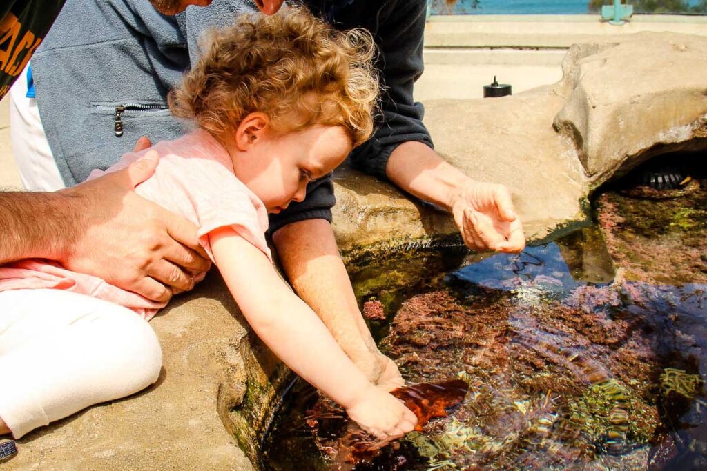 A toddler touches a sea cucumber at the Birch Aquarium in La Jolla.