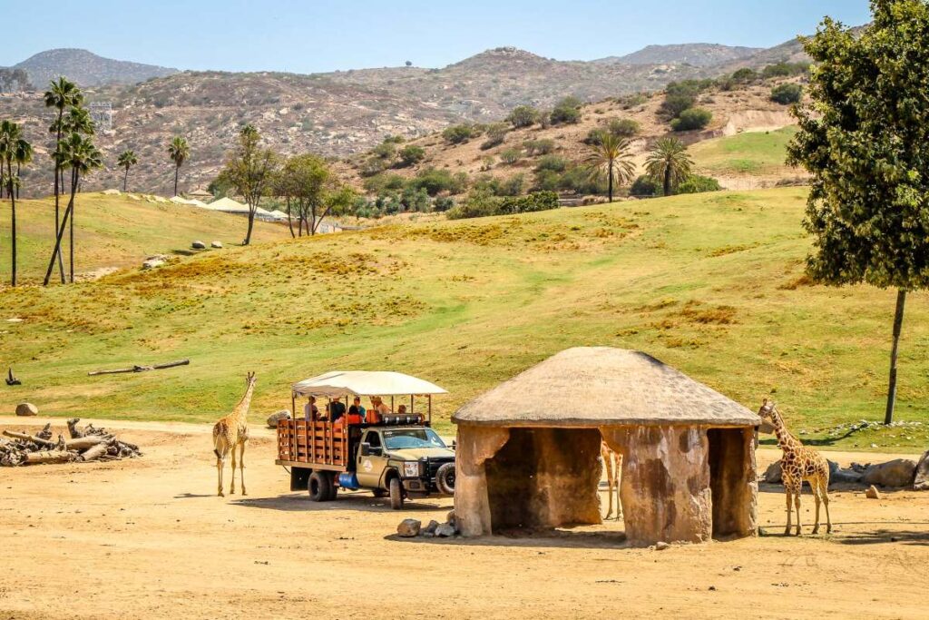 a safari truck gets up close to a group of giraffes at the San Diego Safari Park. 