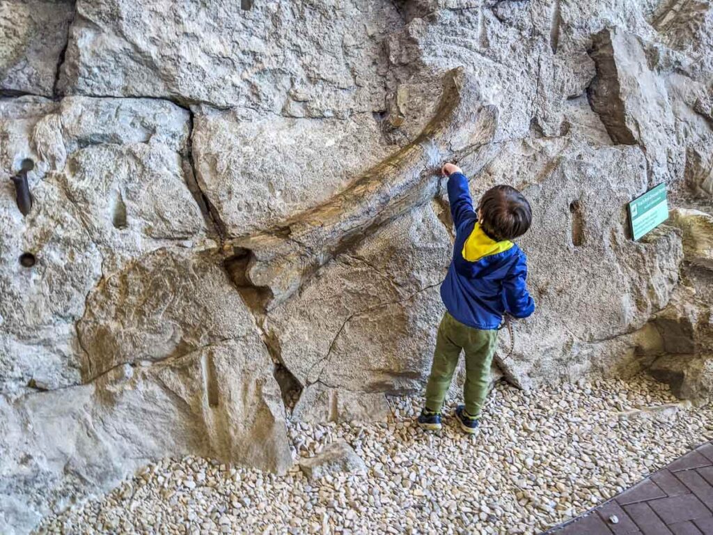 Things to do on a Utah road trip with kids - Toddler touching fossil at Dinosaur National Monument