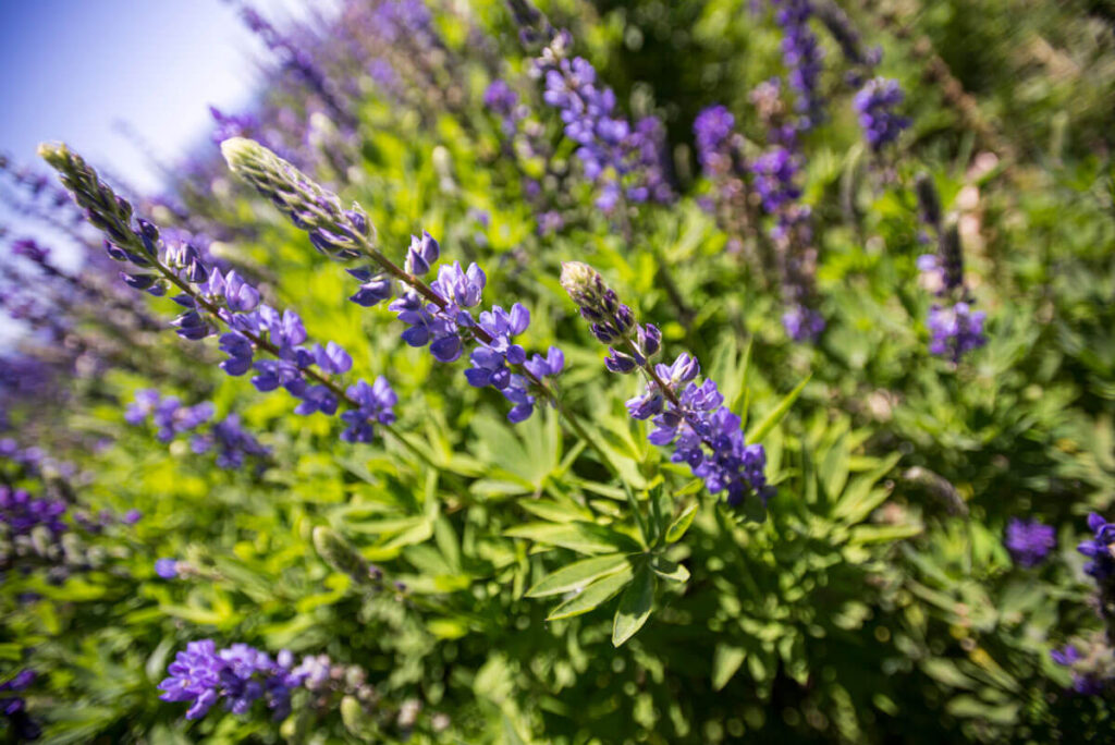 wildflowers - Lake Tahoe hiking with a baby