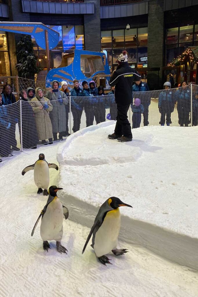 March of Penguins at Ski Dubai - fun things to do in Dubai with toddlers