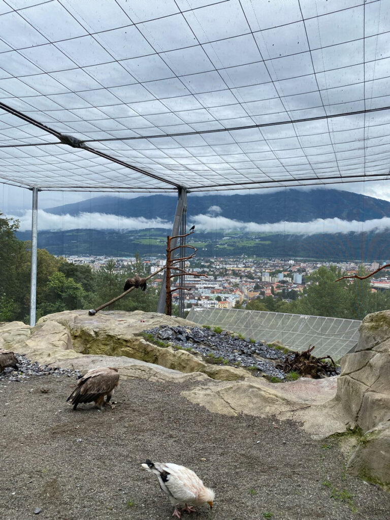 Alpenzoo Innsbruck Austria with a Baby