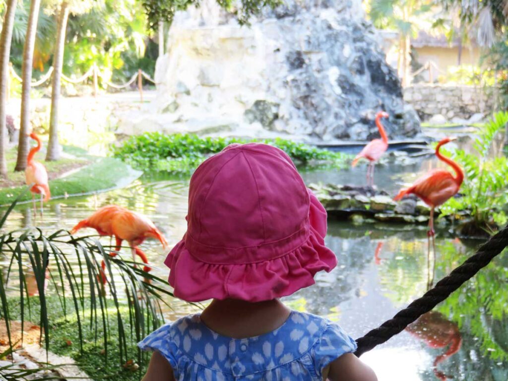 toddler in pink toddler sun hat watching flamingoes