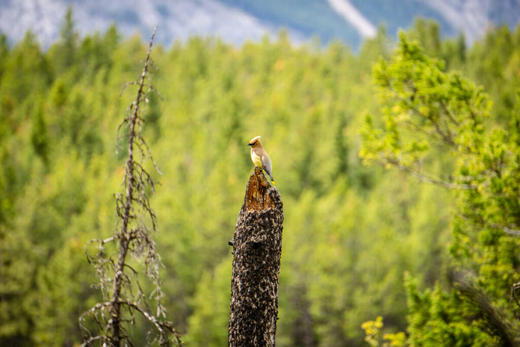 bird watching - toddler camping activity