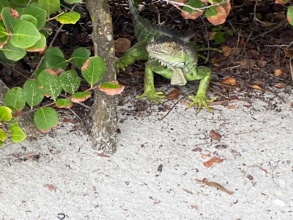 Sanibel Island Lizard