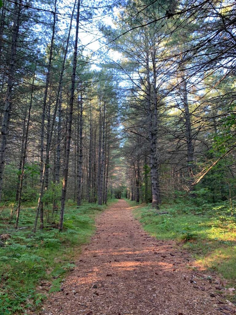 Whitaker Woods - easy hike in White Mountains