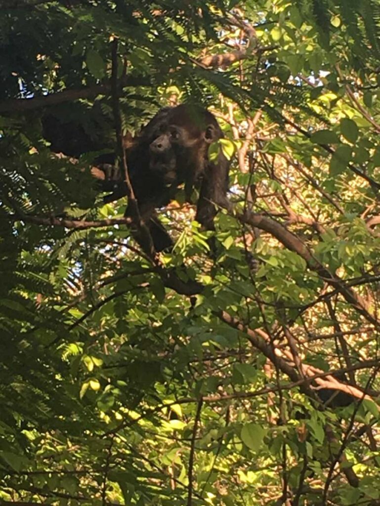 howler monkey in Costa Rica