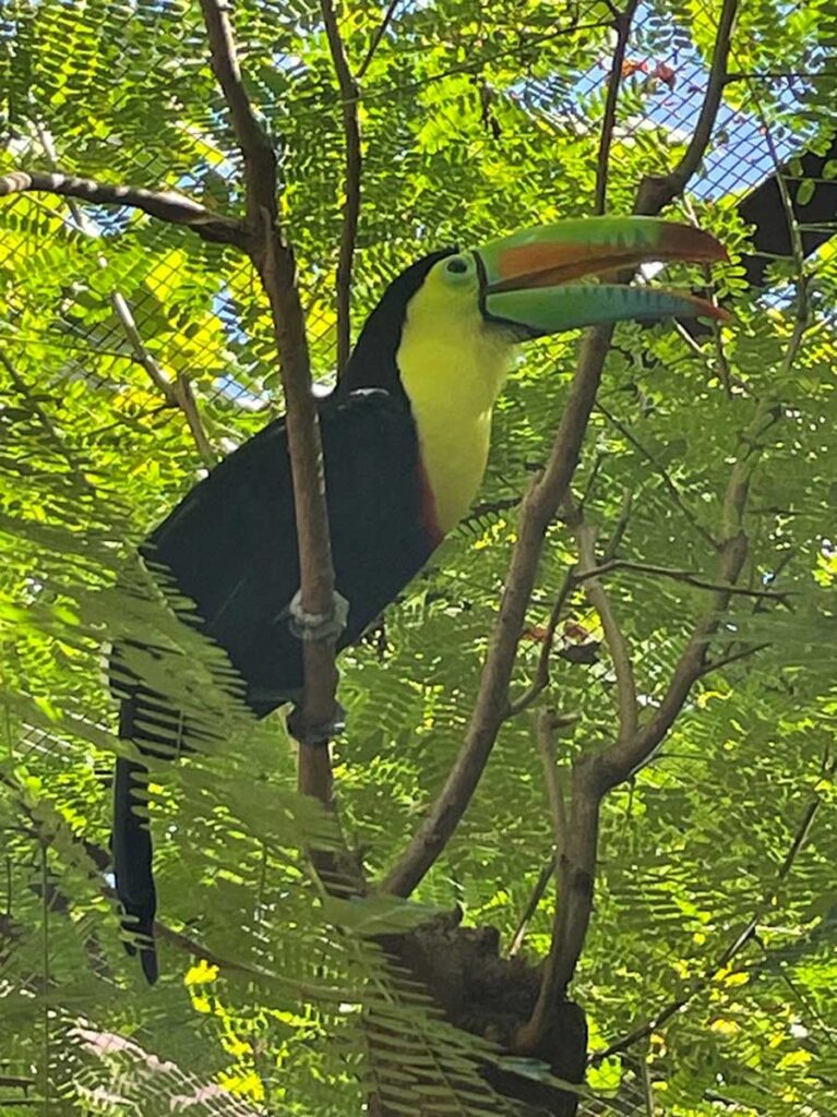 Toucan in Costa Rica