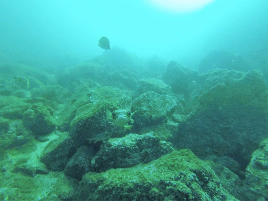 fish seen while scuba diving in Costa Rica