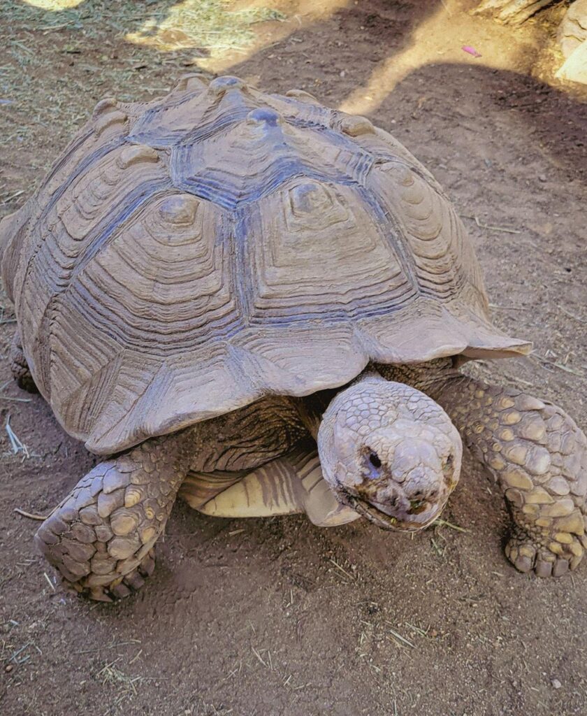 turtle at Moorten Botanical Garden and Cactarium