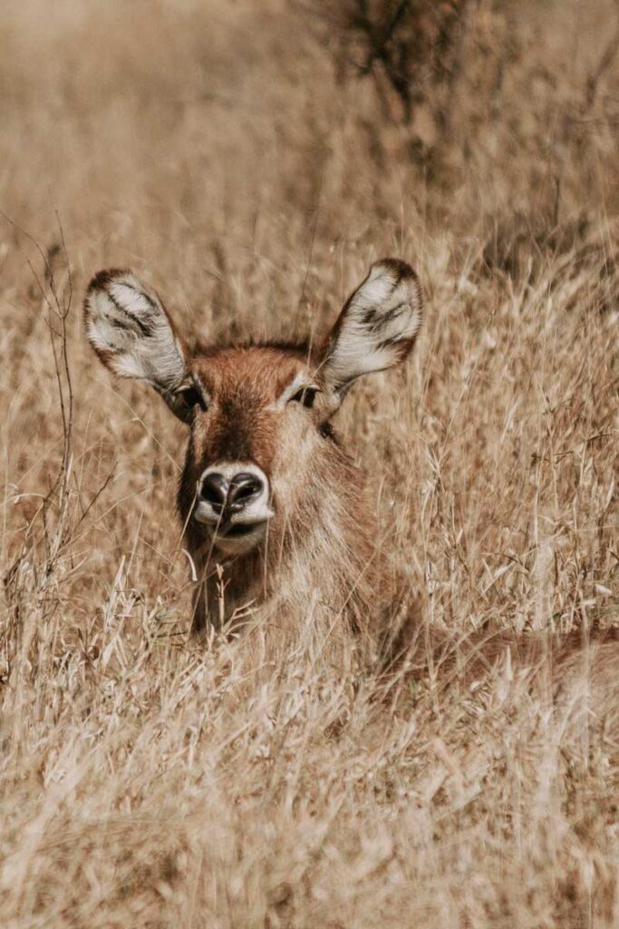 Antelope in Kruger National Park