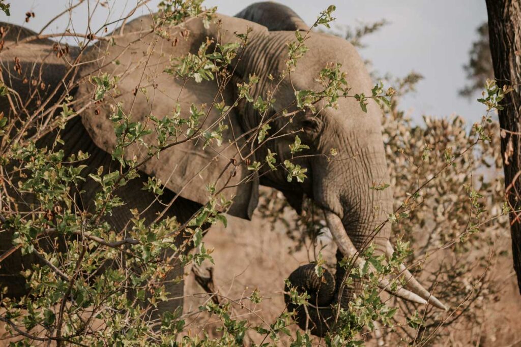 Elephant seen on Safari with toddler