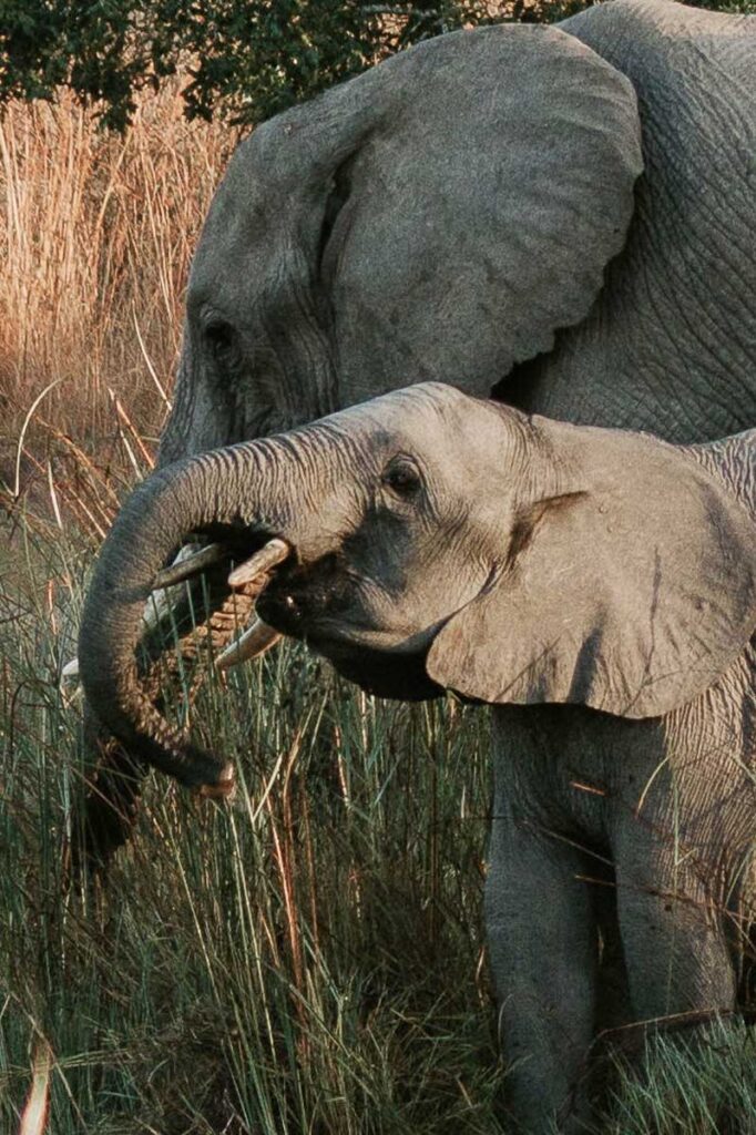 Elephants seen on self drive safari with toddler in Kruger National Park, South Africa