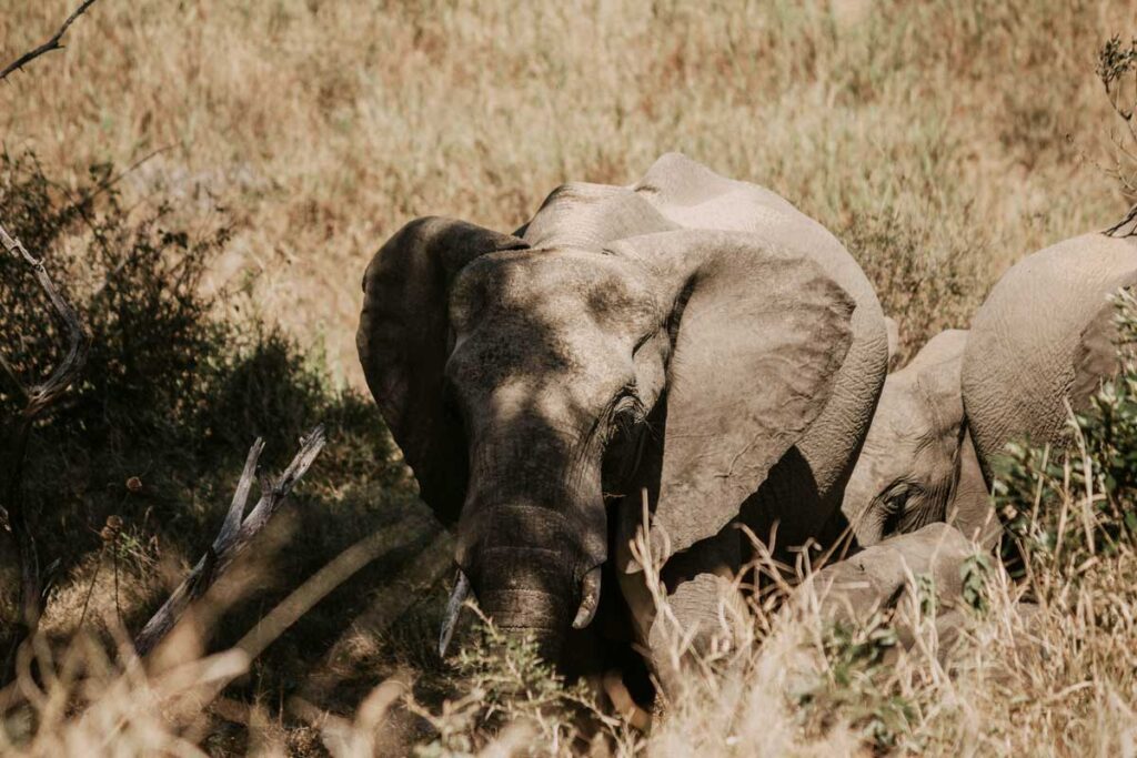 Elephants seen on South African Safari in Kruger National Park