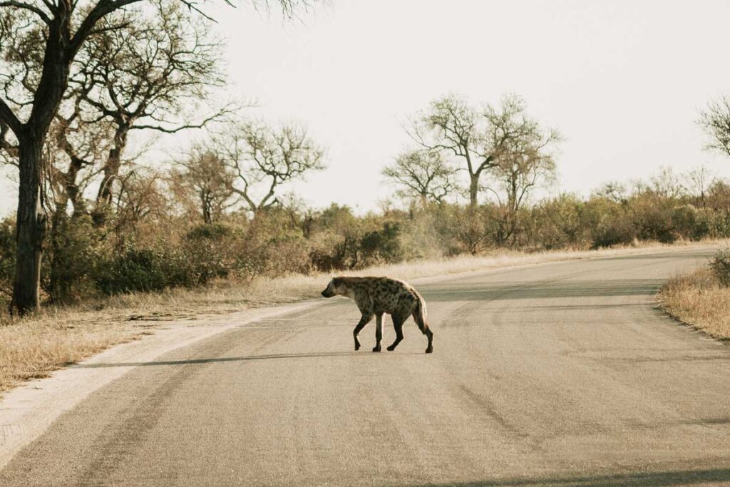 Hyena cross road in Kruger National Park