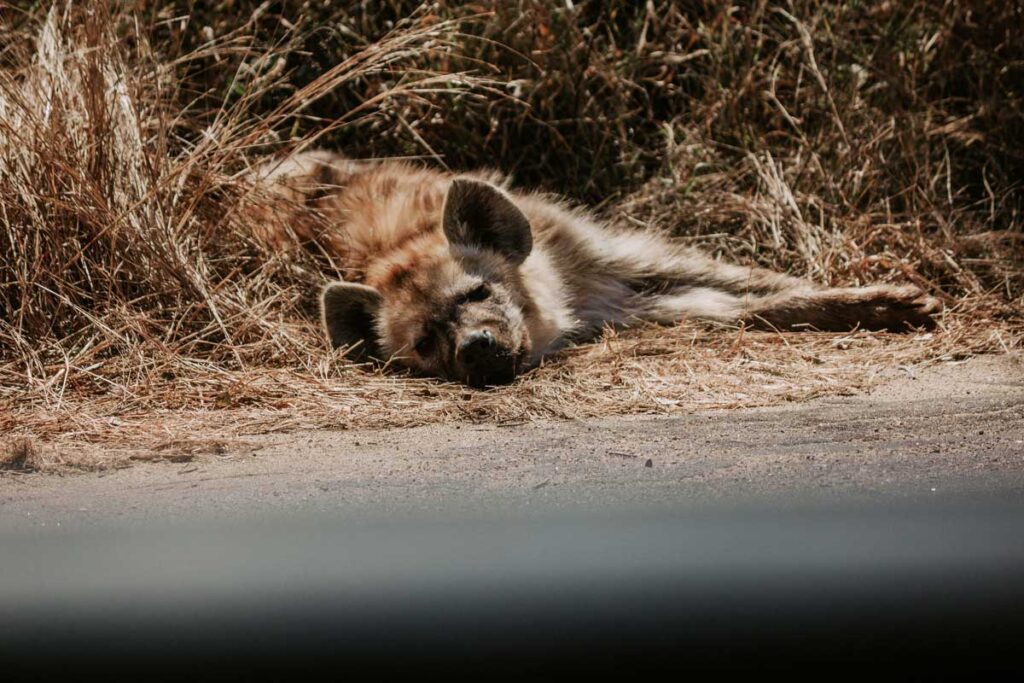 hyena laying near road in Kruger National Park