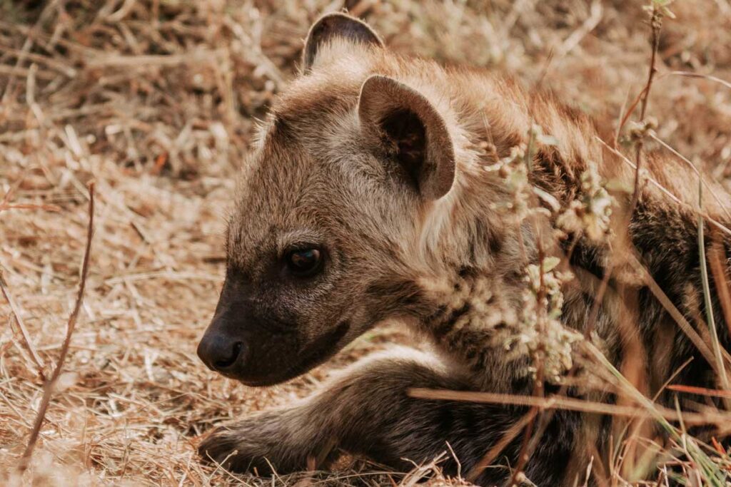 Hyena in Kruger National Park