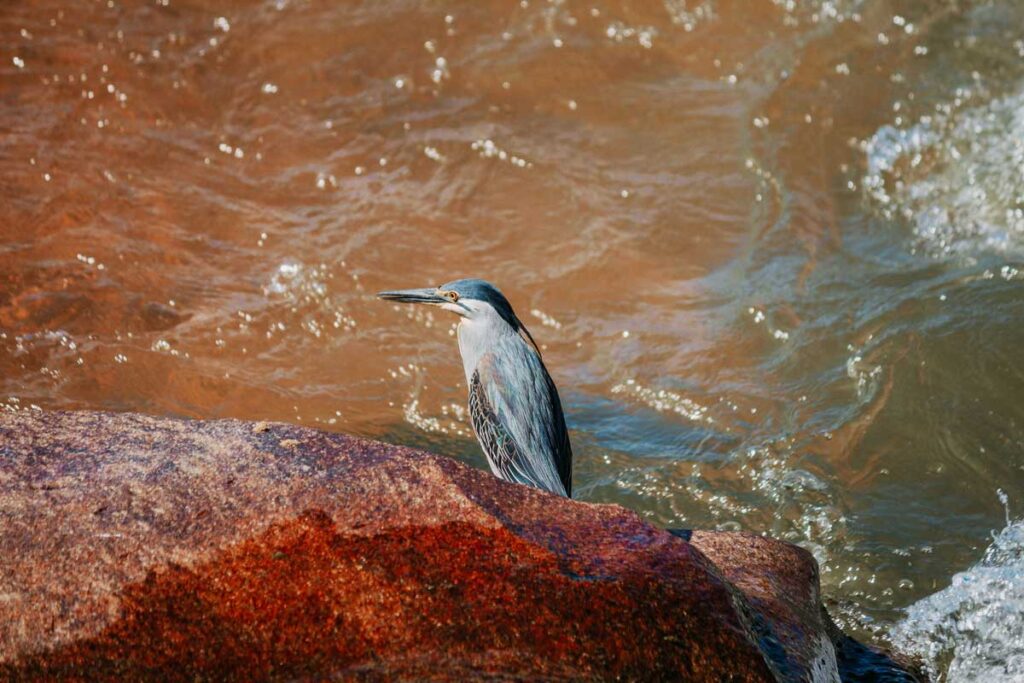 Bird next to water in South African's Kruger NP