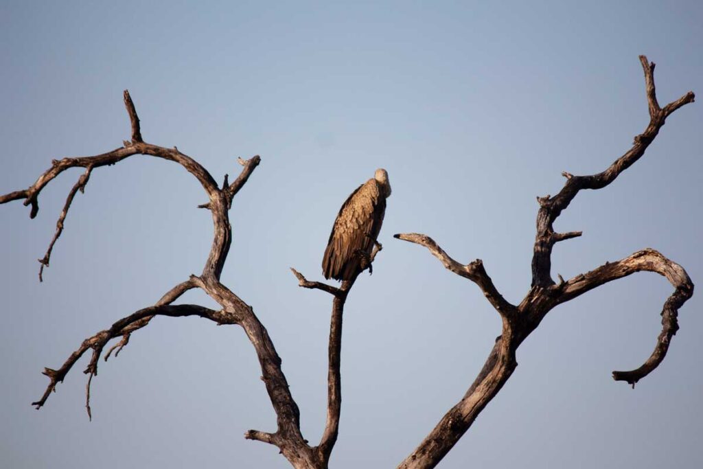 Vulture in tree seen on Kruger National Park game drive