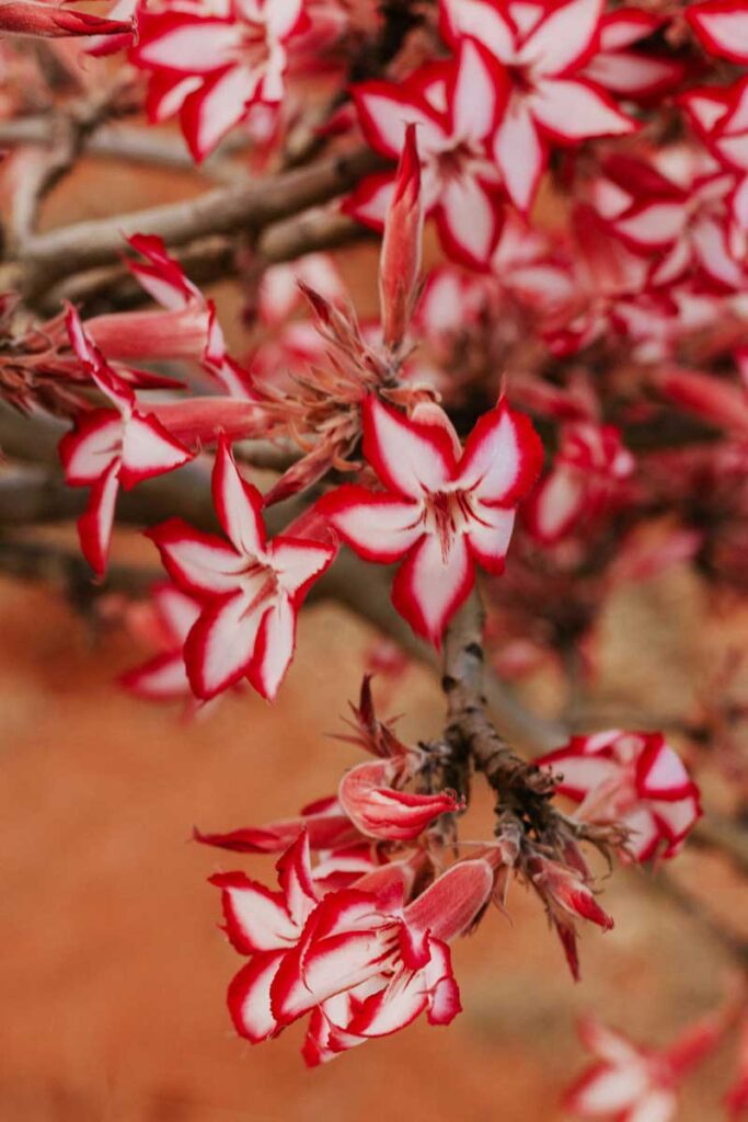 red and white flowers in Kruger National Park, South Africa