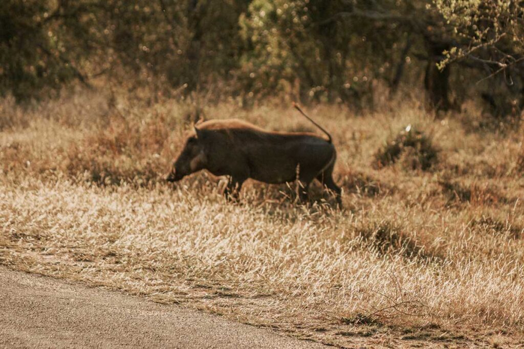 wart hog on side of road during game drive in Kruger National Park