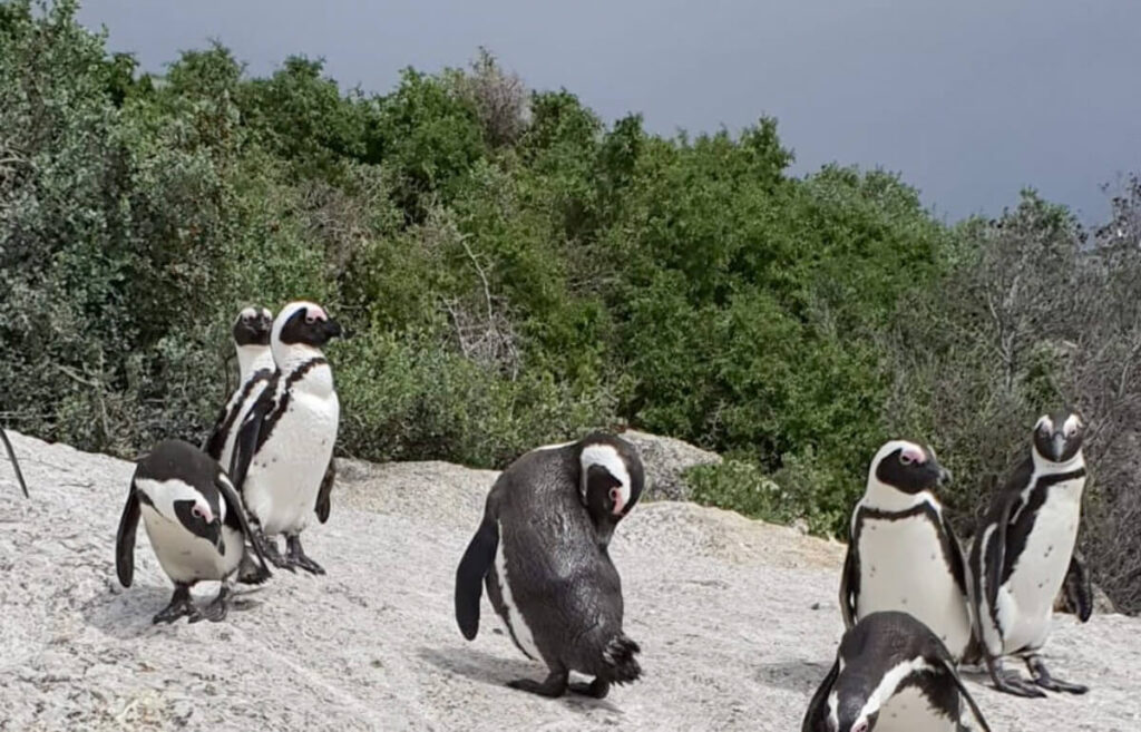 Boulders Beach - Day Trip from Cape Town