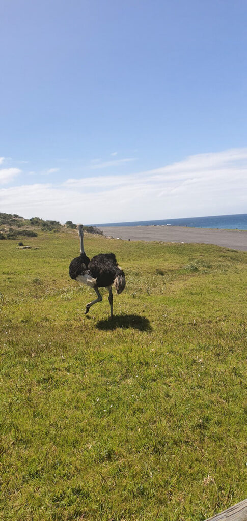 Ostrich at Cape Point South Africa