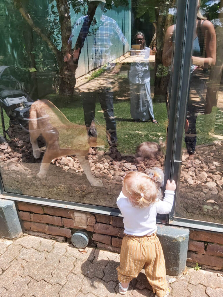 Toddler at Hartebeespoort Zoo South Africa