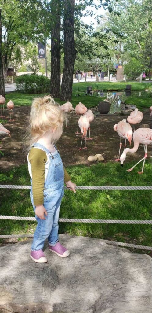 Calgary Zoo with toddlers